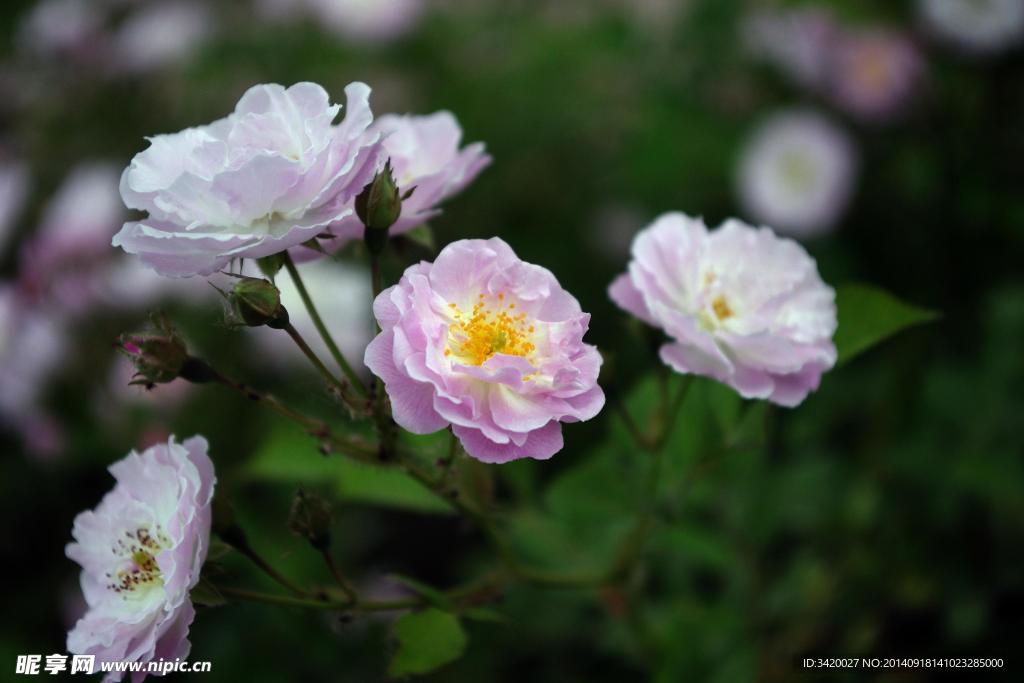 芍药花