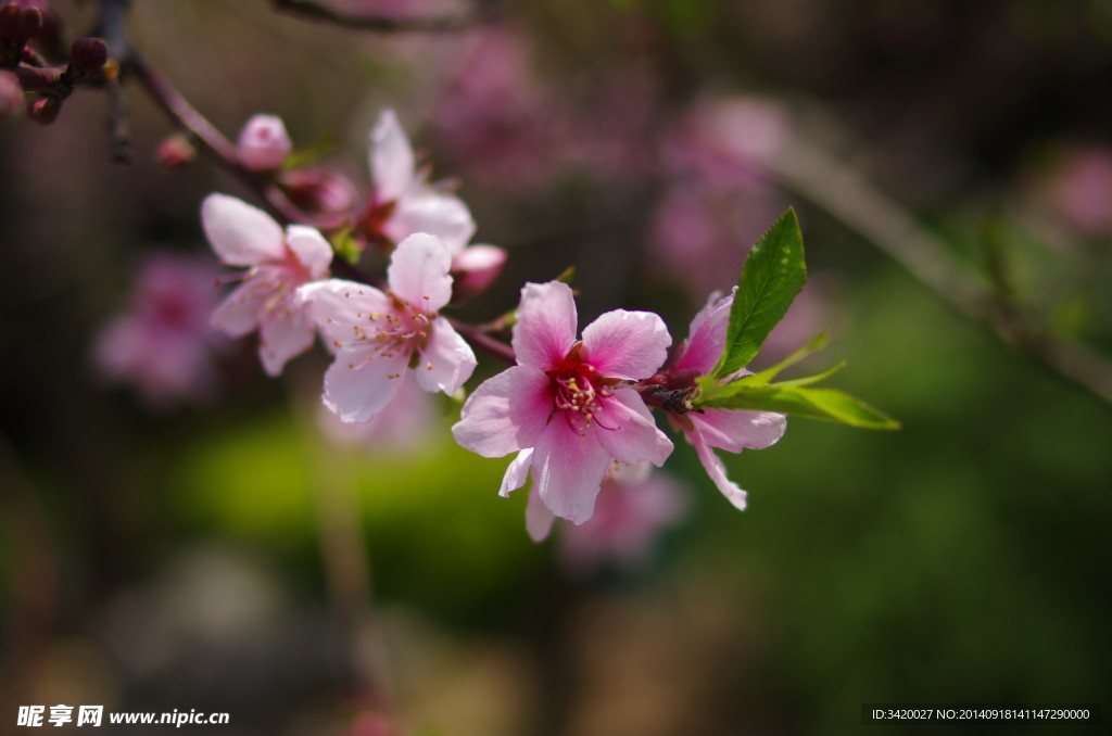 桃花