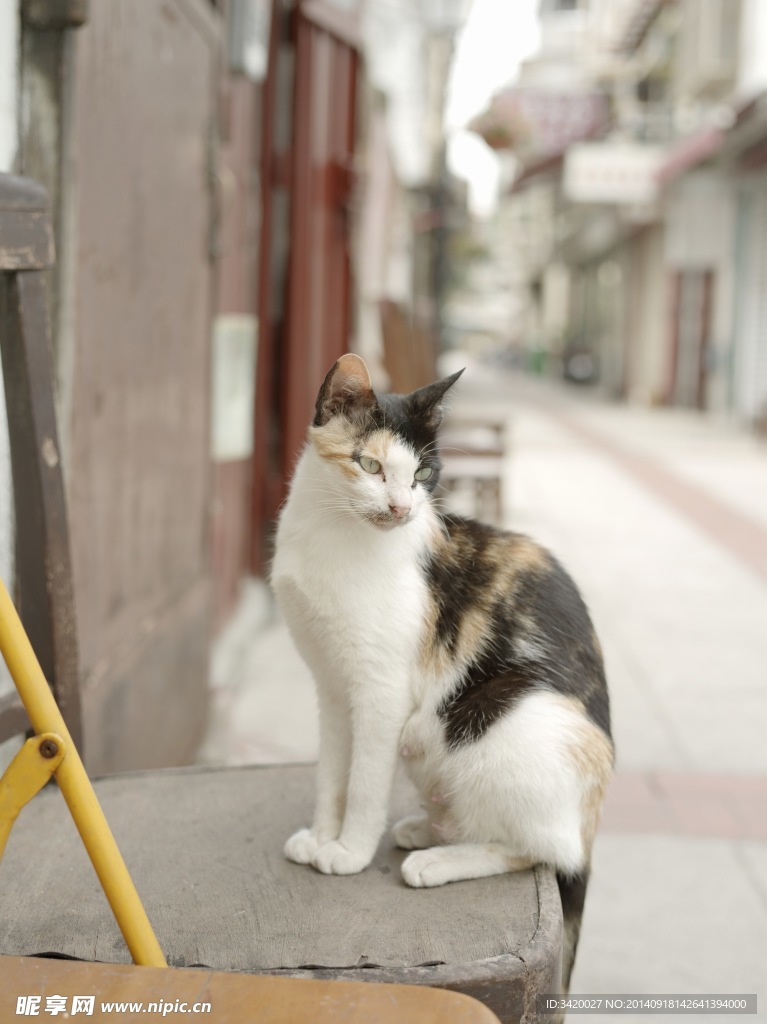 猫