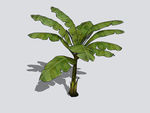 芭蕉3D模型