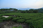 茶山