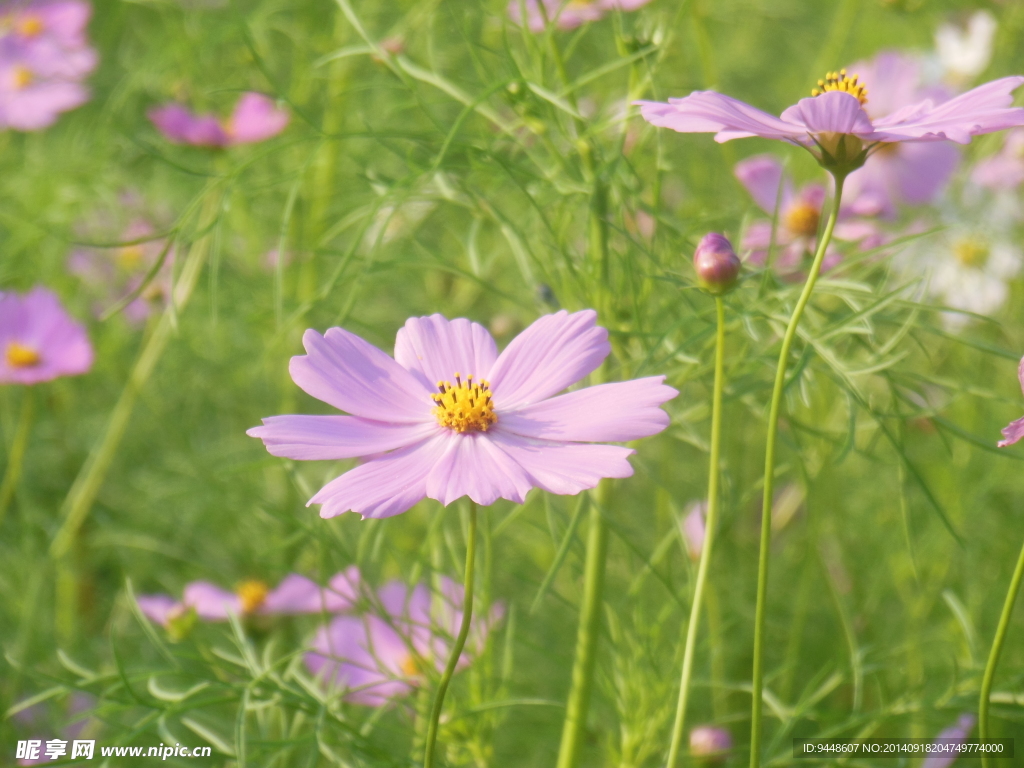 格桑花