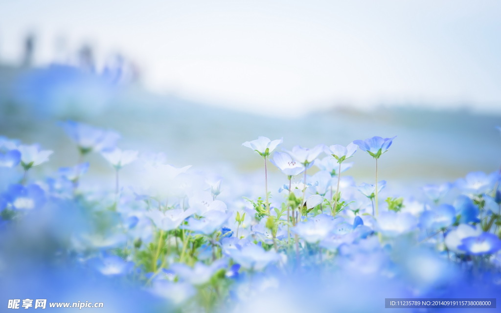 梦幻花朵