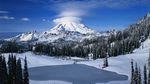 雪山树林