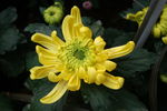 重阳节金色菊花