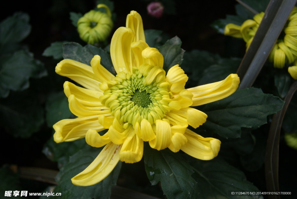 重阳节金色菊花