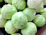 卷心菜 包菜