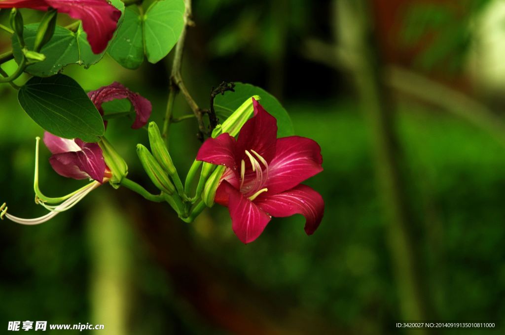 锦带花