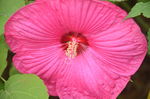 芙蓉葵