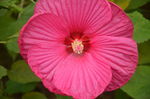芙蓉葵