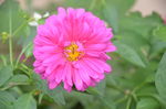 翠菊