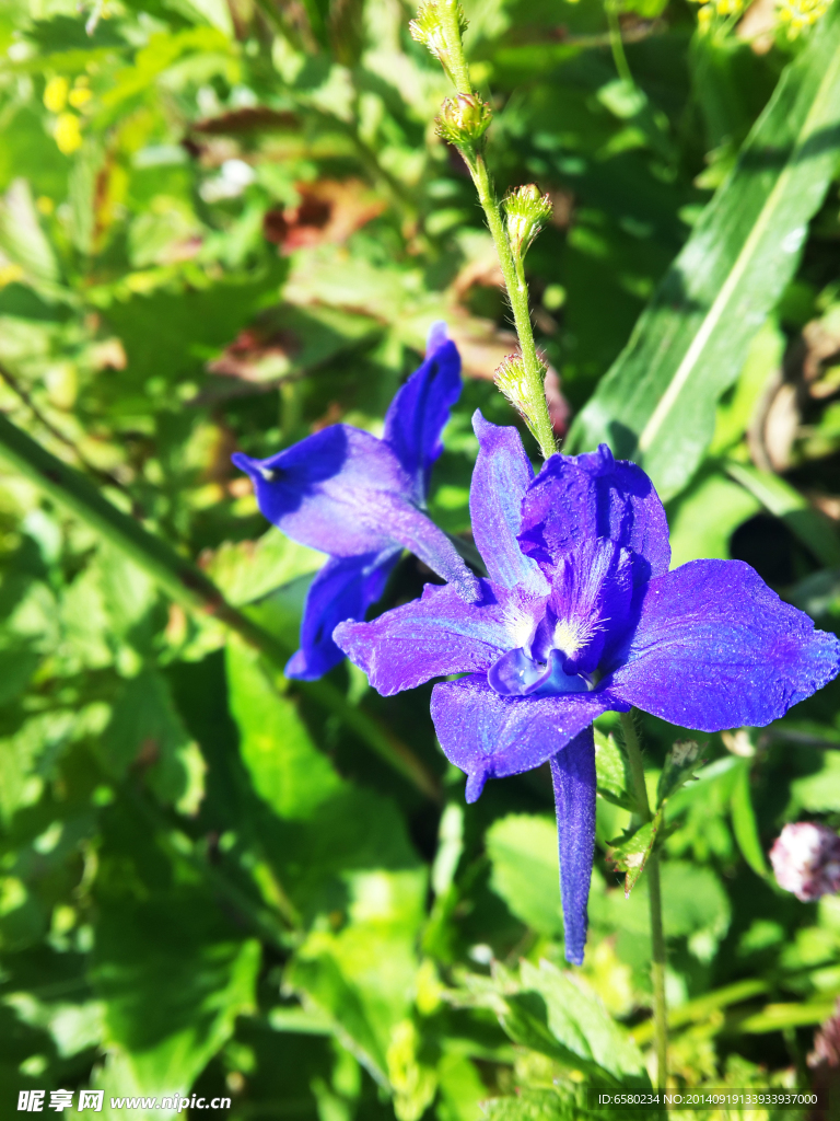 百花山