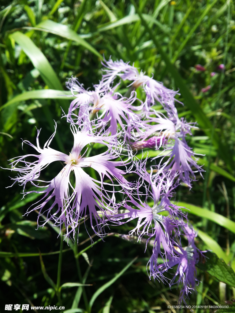 百花山