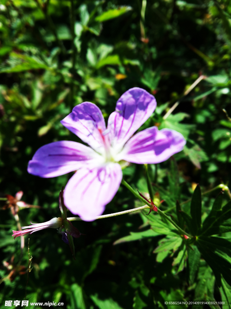 百花山