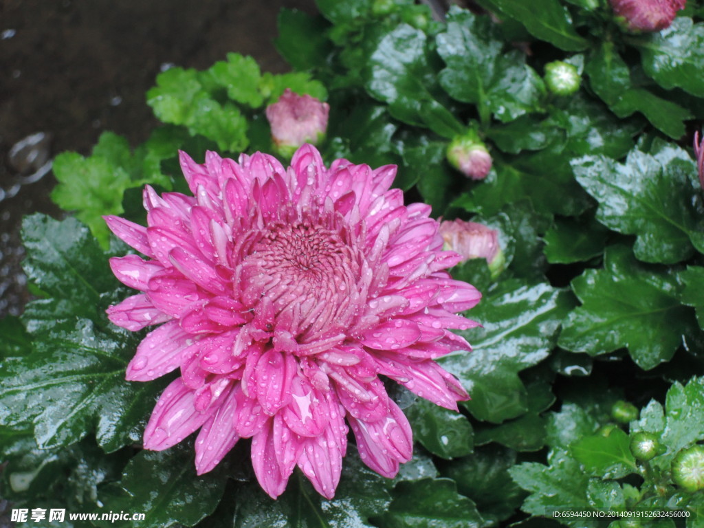 菊花