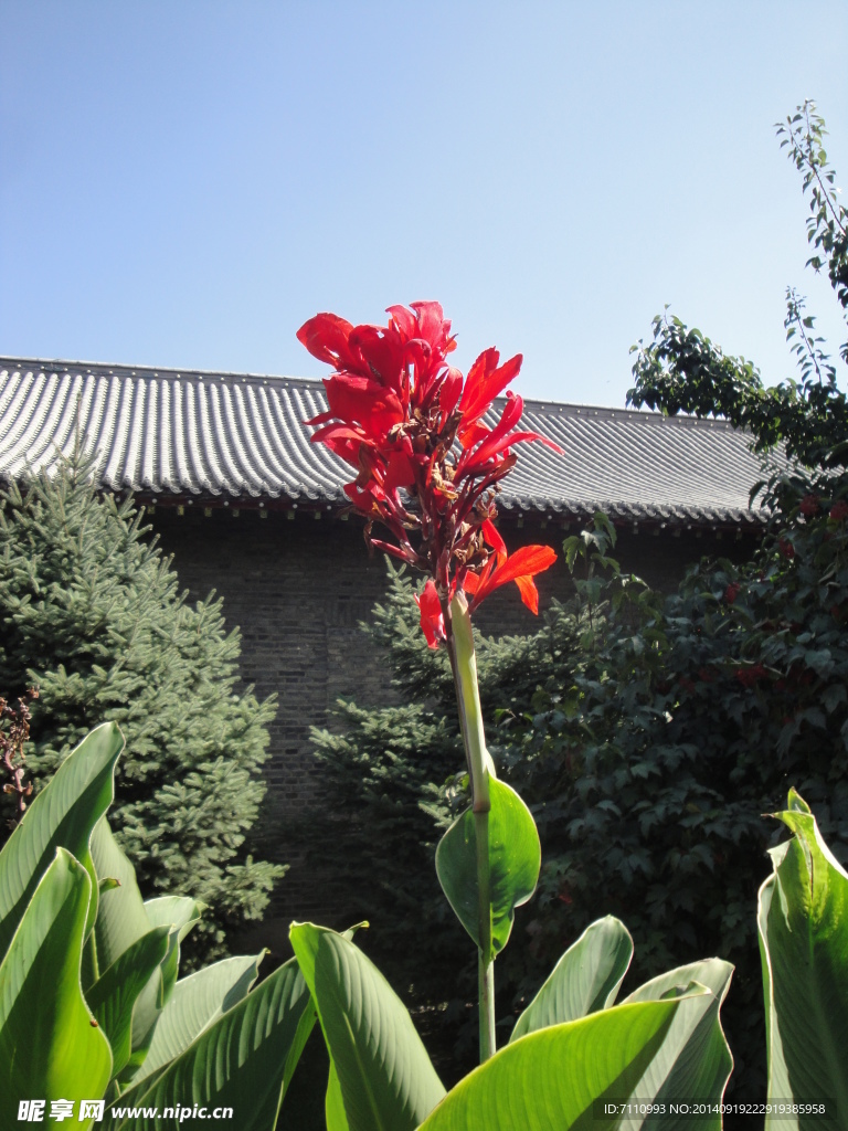 伪满皇宫之花