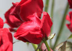 玫瑰花