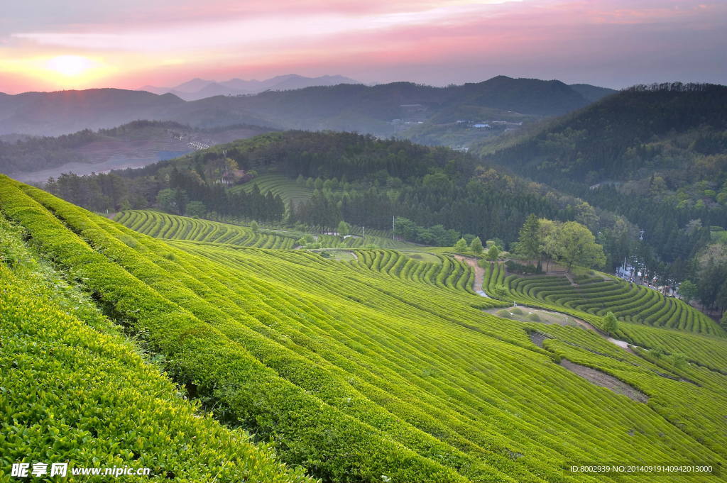 茶山高清图片