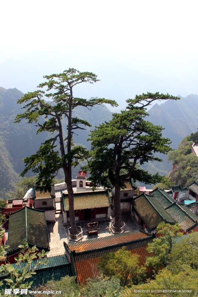 古松下的寺院