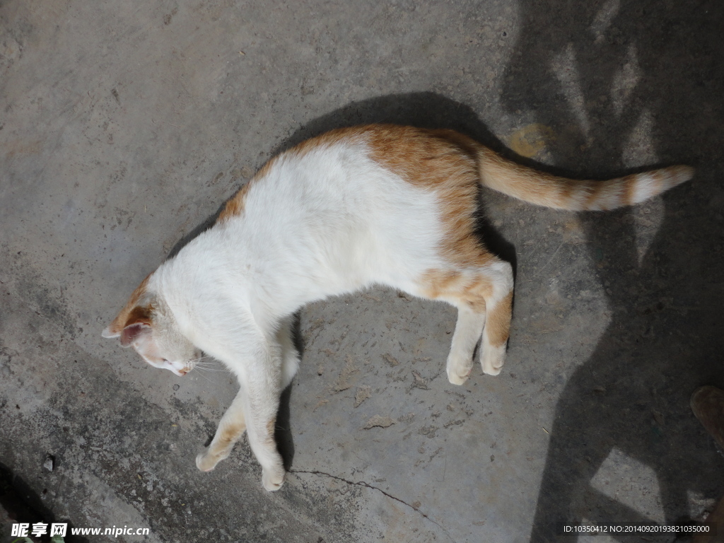 猫