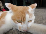花猫