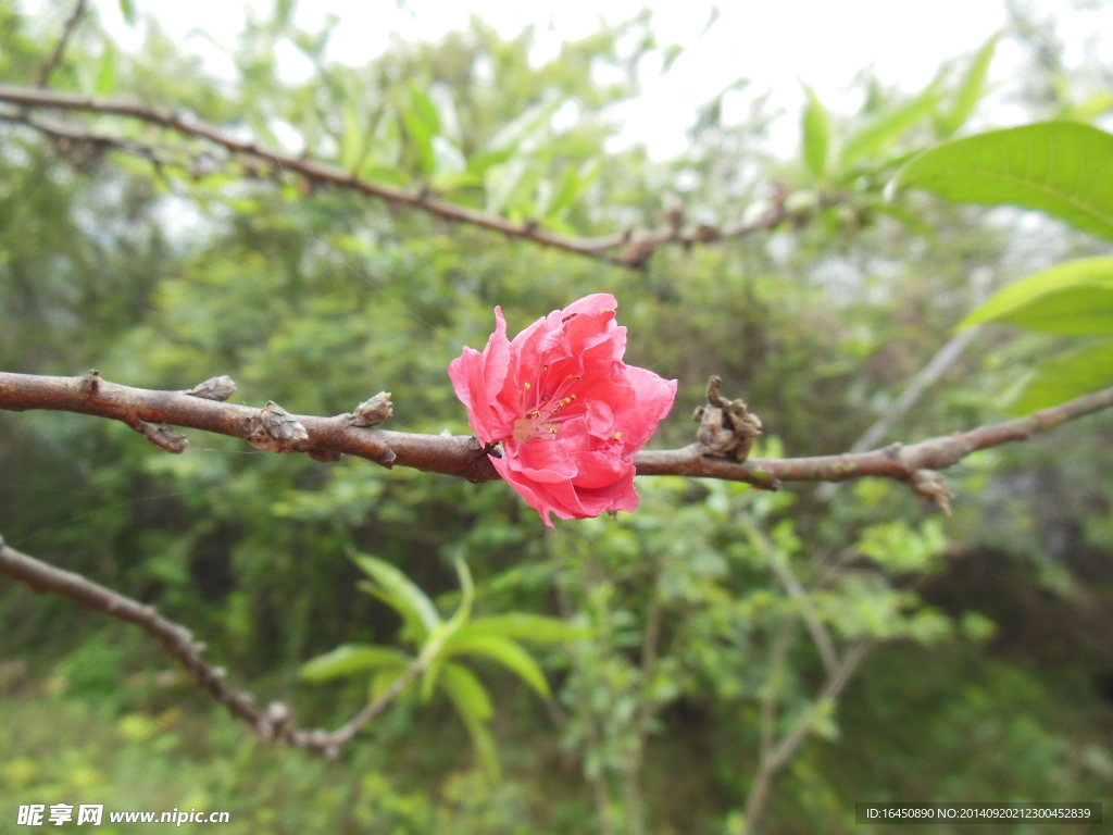 桃花