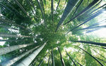 竹林