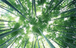 竹林