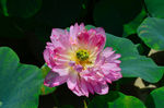 荷花 莲花 莲蓬