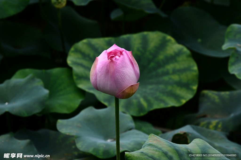 荷花 莲花 莲蓬