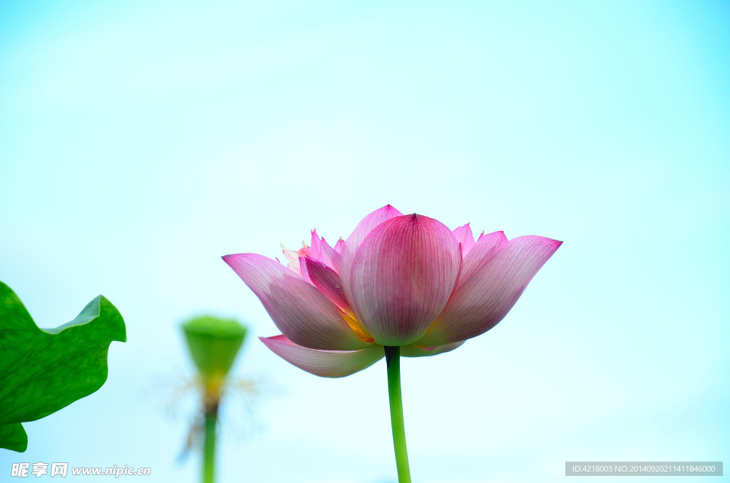 荷花 莲花 莲蓬