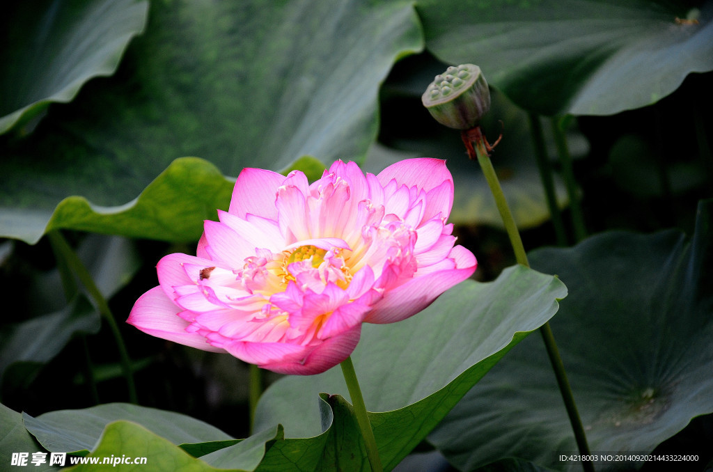 荷花 莲花