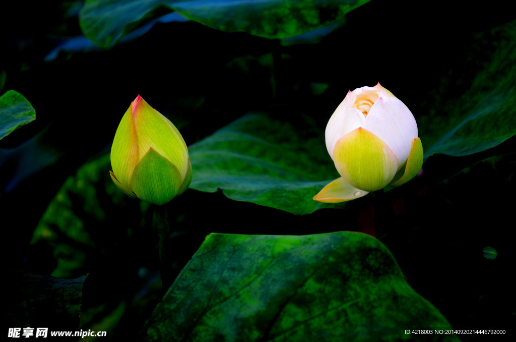 荷花 莲花