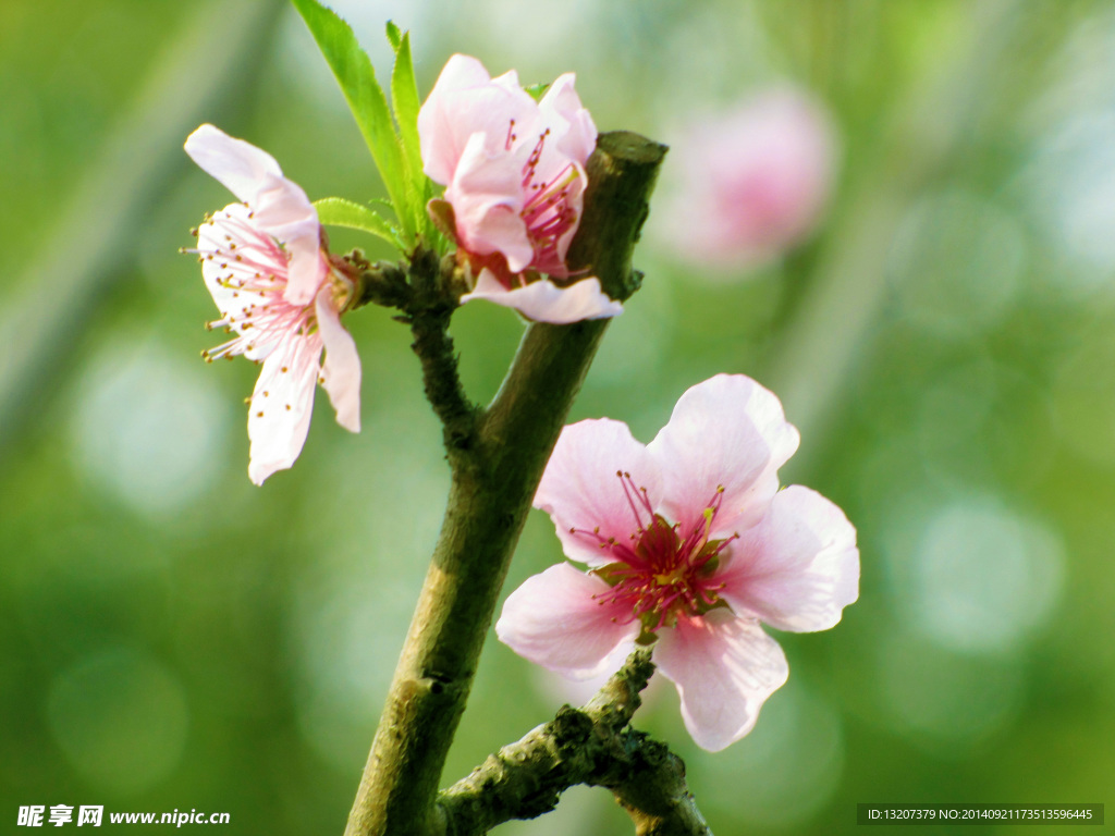 桃花