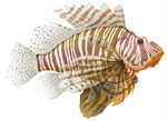 海洋生物