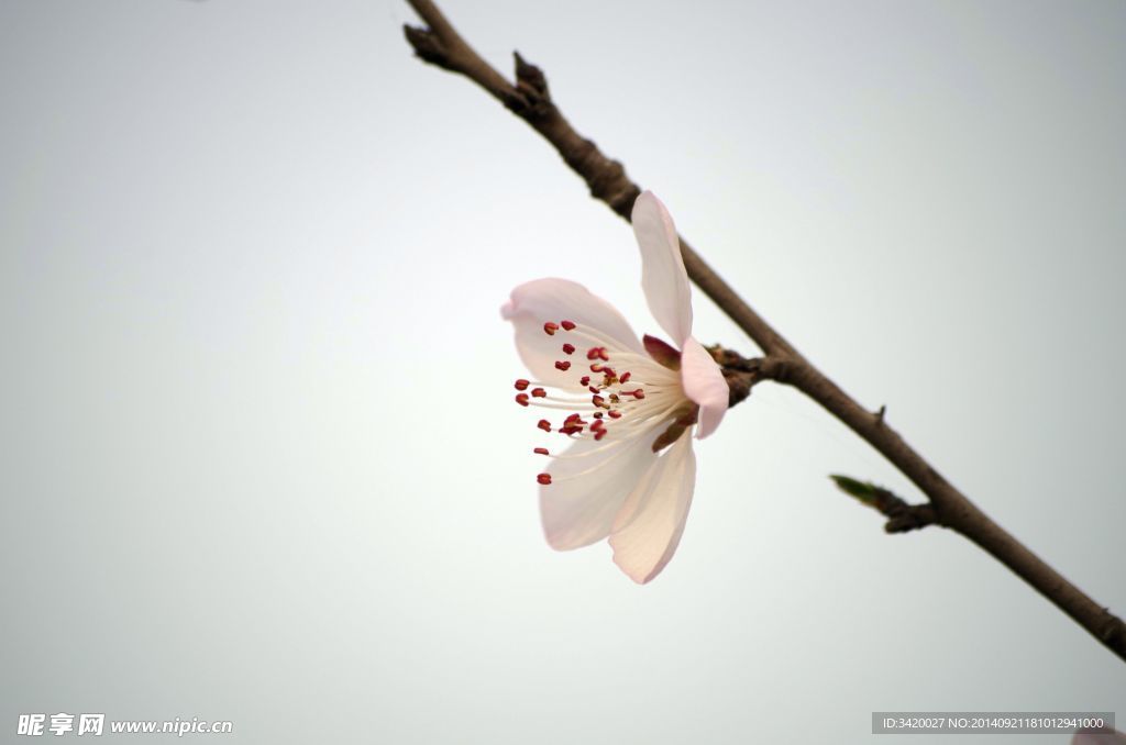 梨花