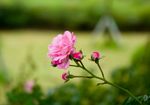 康乃馨