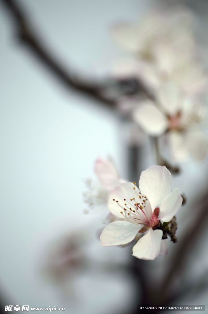 梨花