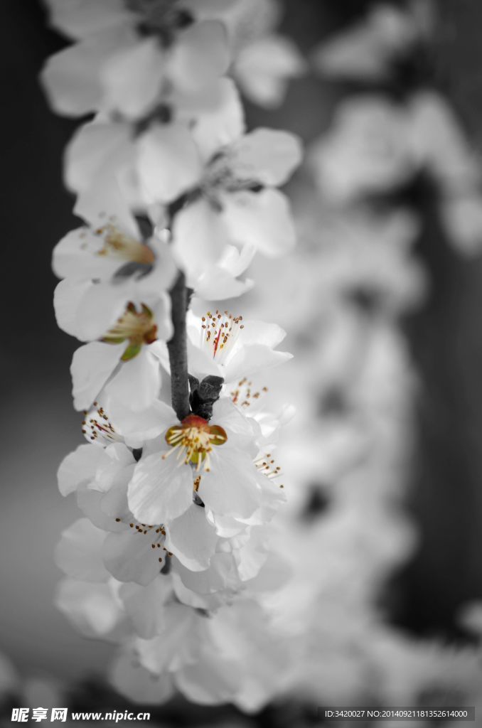 梨花