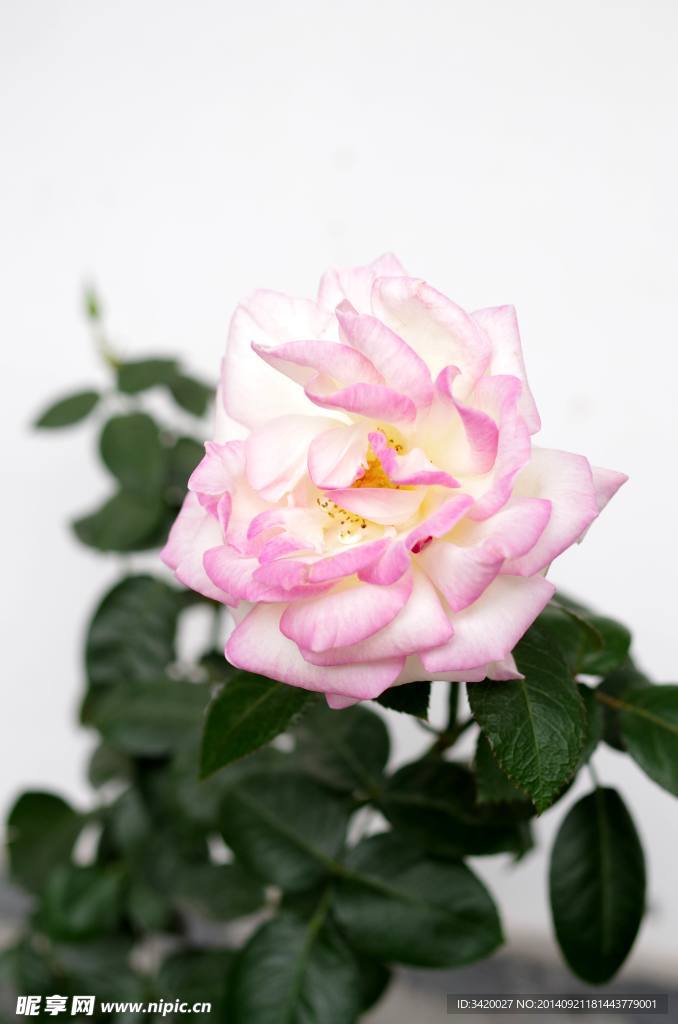 月季花