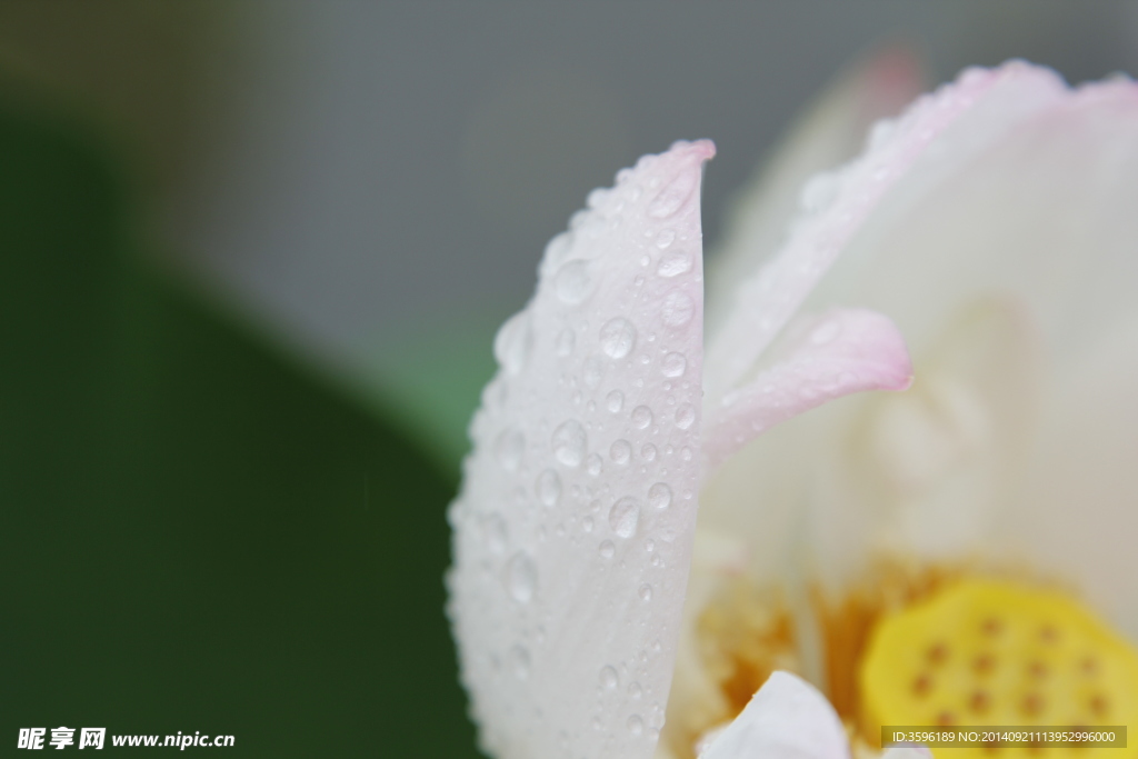 雨中的荷花