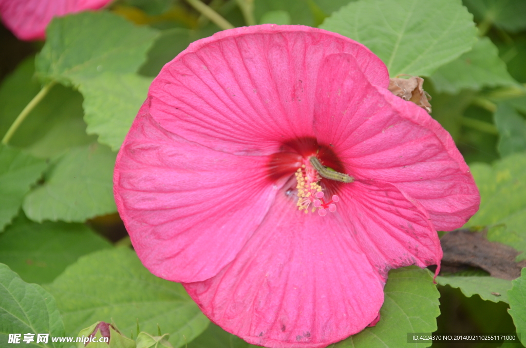 芙蓉葵