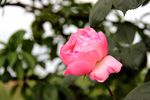 高清玫瑰 特写玫瑰 红