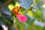 芍药花 芍药花开