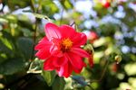 芍药花 芍药花开