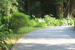 公园小路