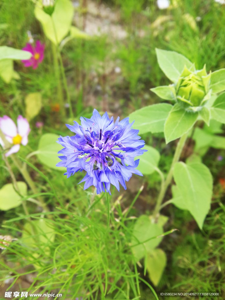 百花山