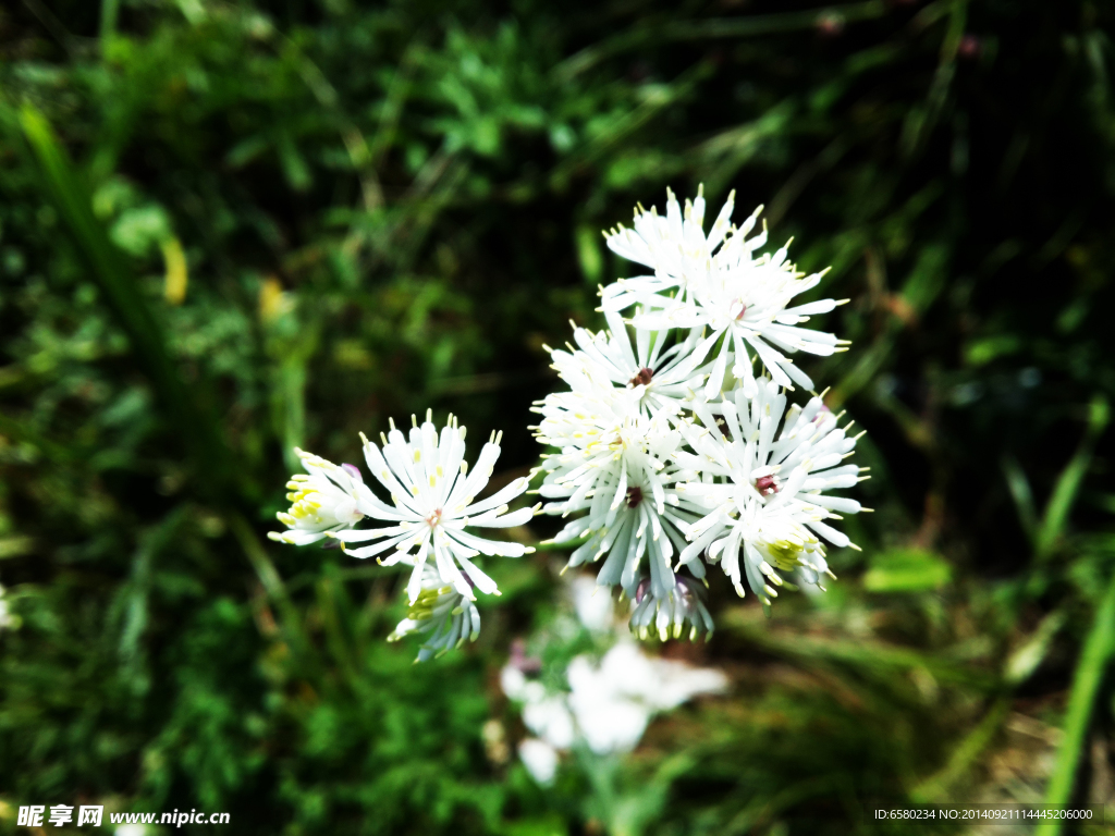 百花山