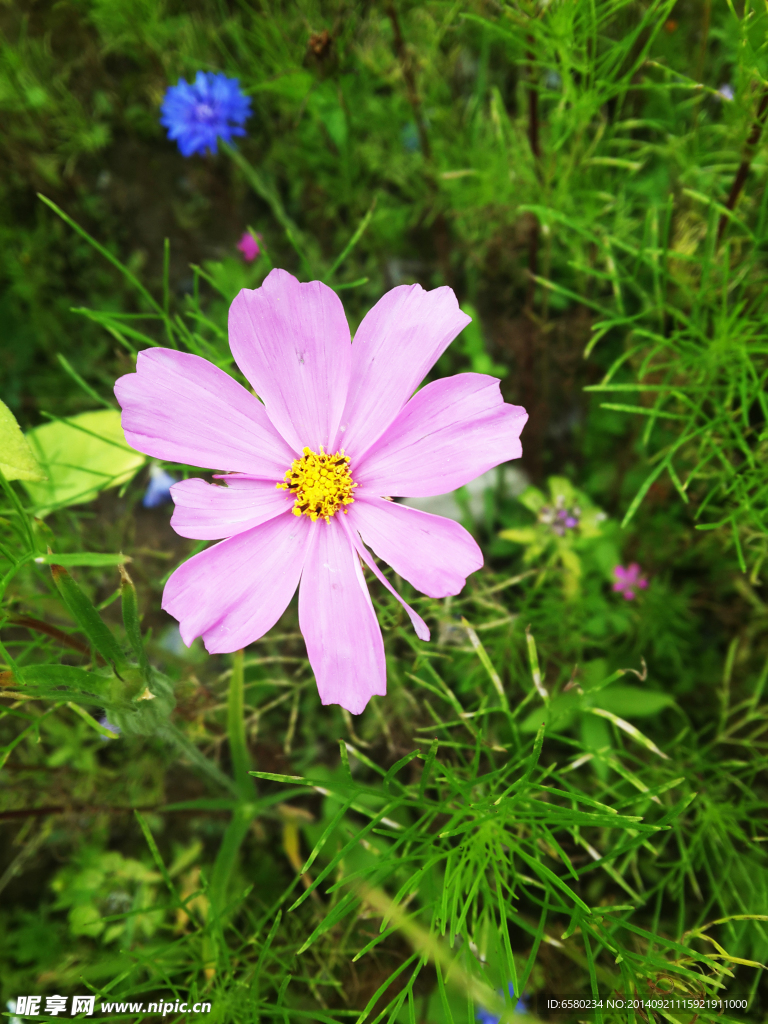 百花山