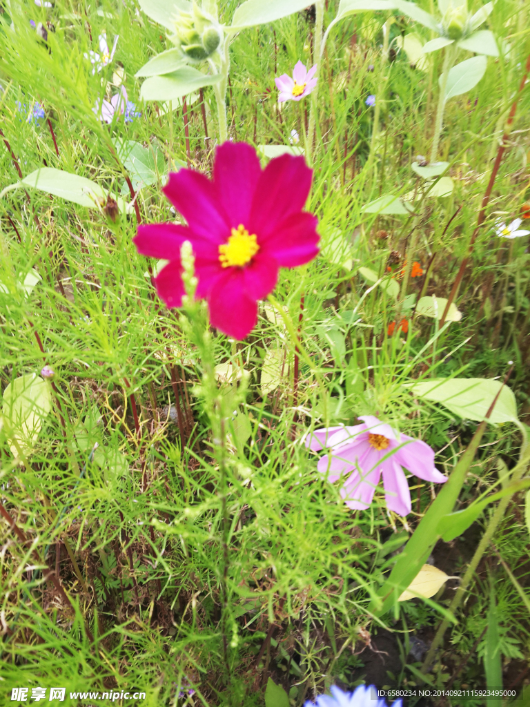 百花山